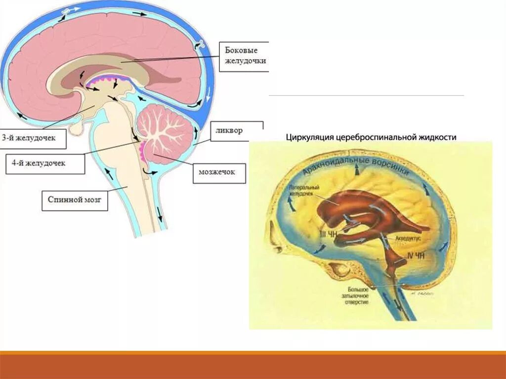 Ликворная система головного мозга схема. Циркуляция ликвора анатомия. Ликвор в желудочках мозга. Схема циркуляции ликвора. Ликворные изменения мозга