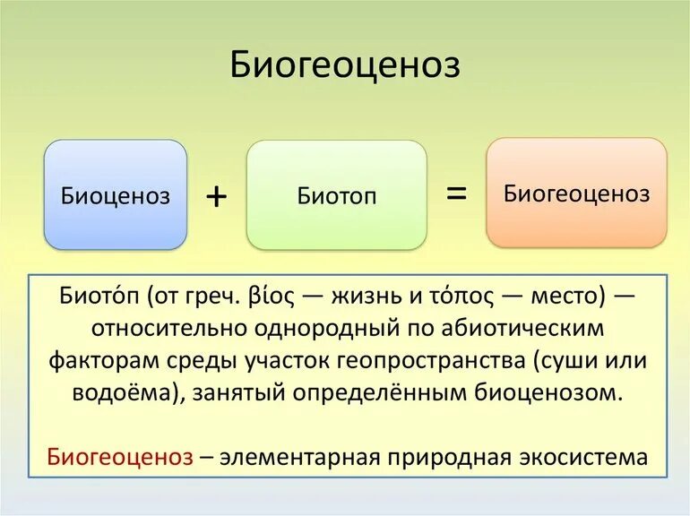 Биоценоз биотоп и экологическая система. Биоценоз и биогеоценоз. Термины по экосистеме. Понятие биогеоценоз.