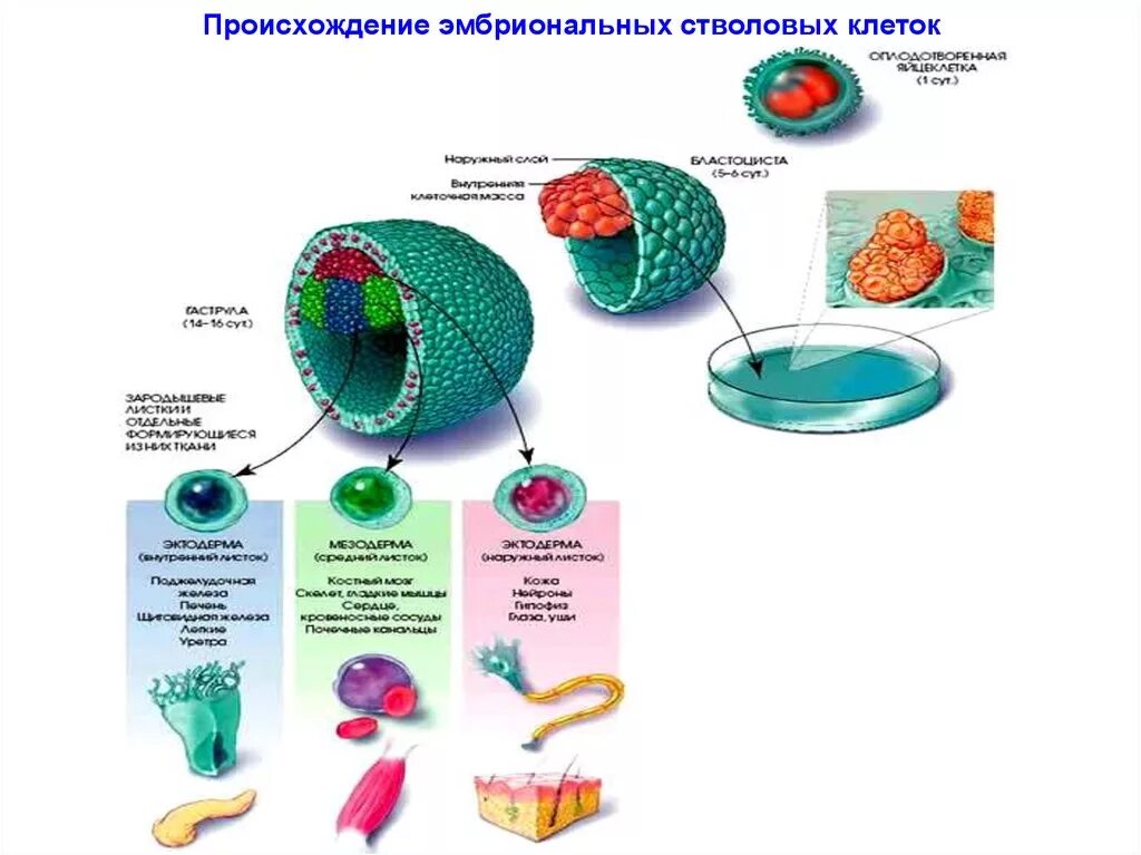 Виды эмбриональных стволовых клеток. Строение эмбриональной клетки. Строение стволовой клетки.