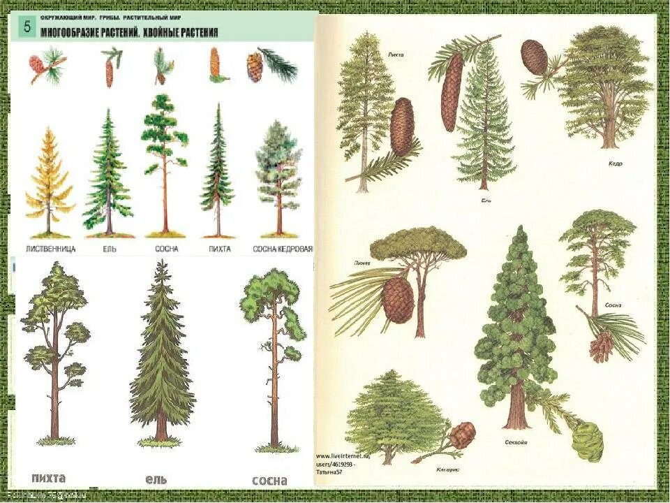 Ель сосна кедр пихта. Ель пихта сосна кедр лиственница. Секвойя кедр пихта. Сосна ель лиственница шишки. Хвойные растения названия список