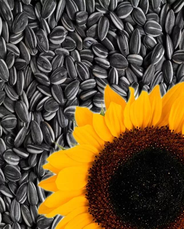 семечки в волгограде. закупаем подсолнечник. закупаем подсолнечник. подсолнечник калифорнийский семена. закупаем подсолнечник.