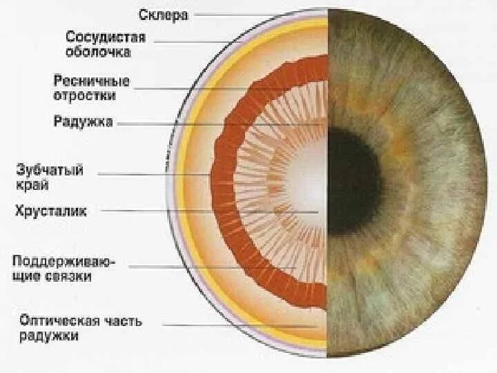 Радужка является частью оболочки глаза. Сосудистая оболочка радужка. Мышцы радужной оболочки. Радужная оболочка глаза. Цвет радужной оболочки.