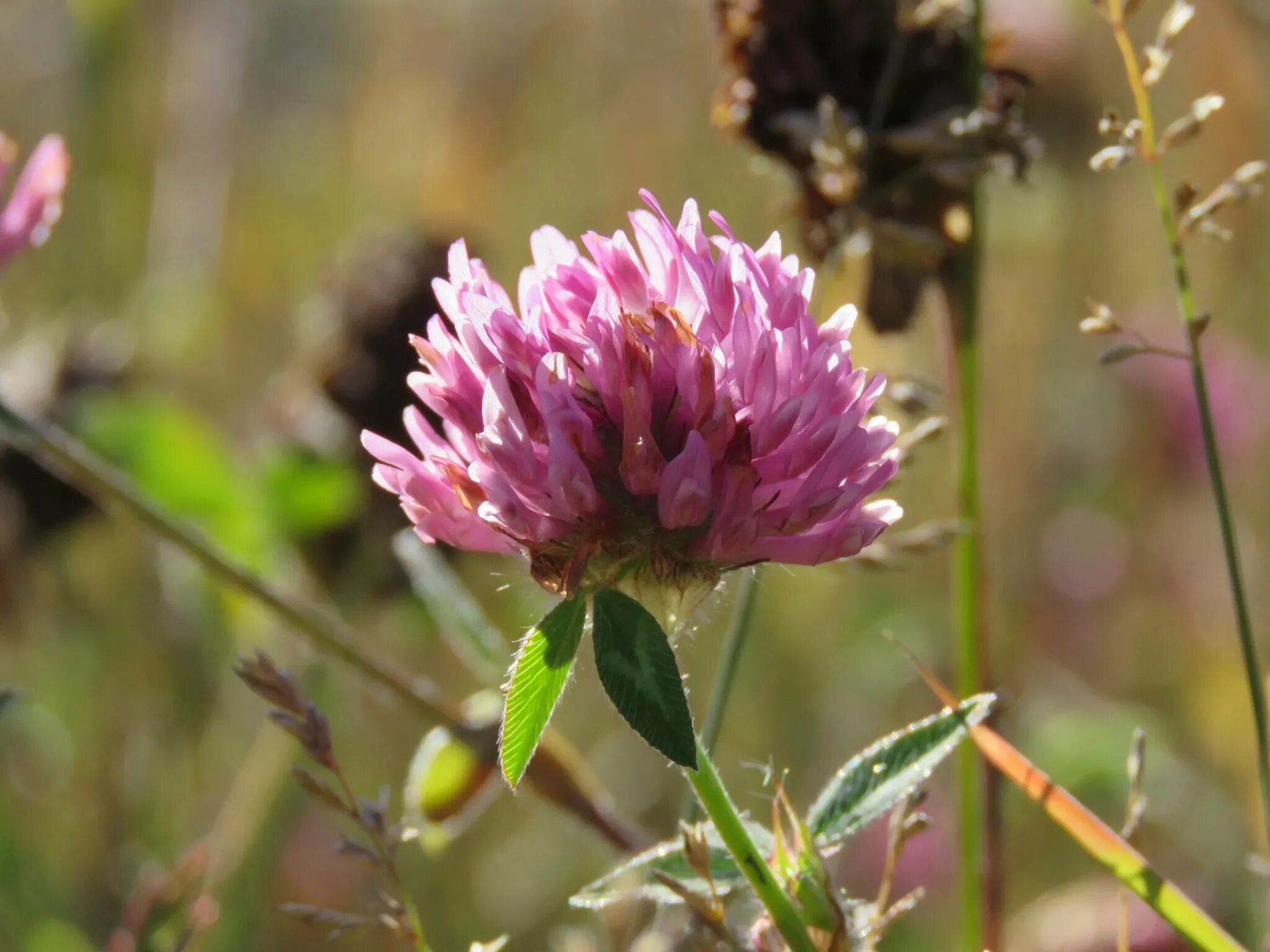 Клевер сайт. Красный Клевер Trifolium pratense. Клевер Луговой Trifolium praténse. Клевер красный (Trifolium Rubens). Клевер Луговой - Trifolium pratense l.