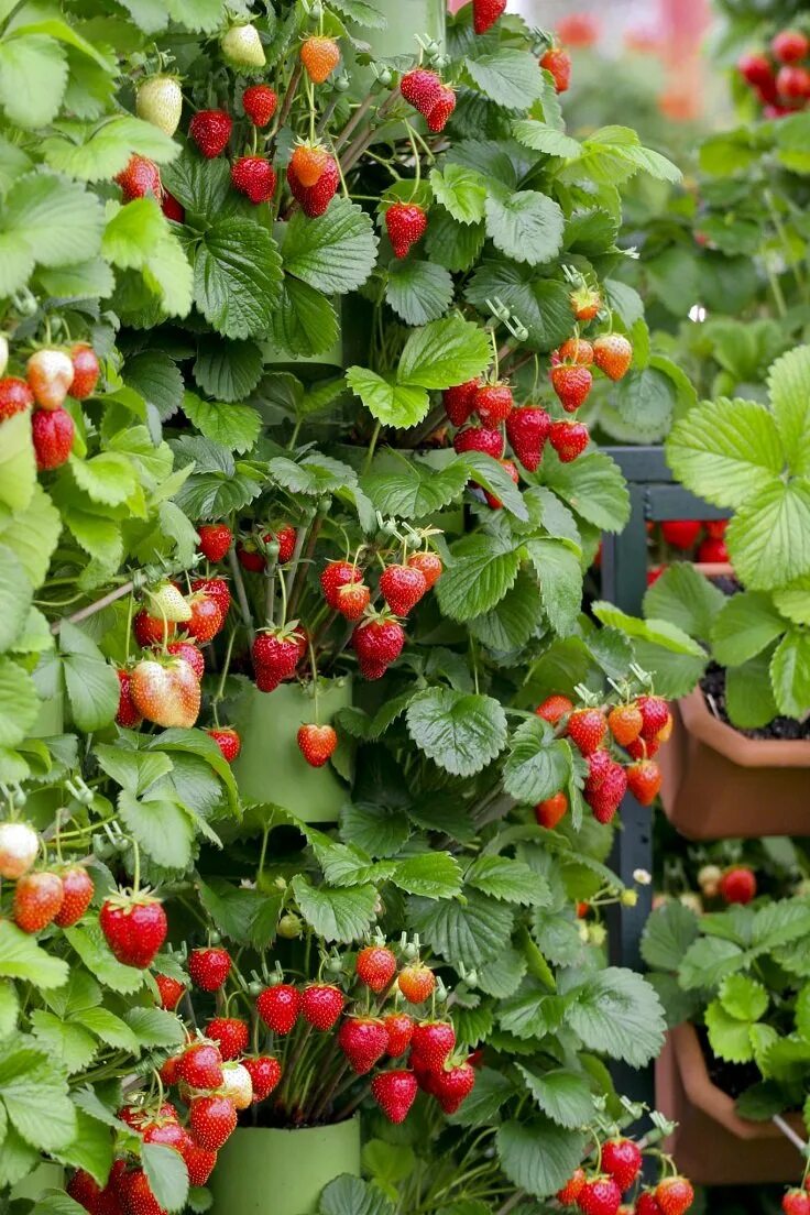 Ремонтантная клубника грядки. Куст земляники. Ремонтантная клубника 2 урожая. В огороде растет клубника. Земляника садовая куст.