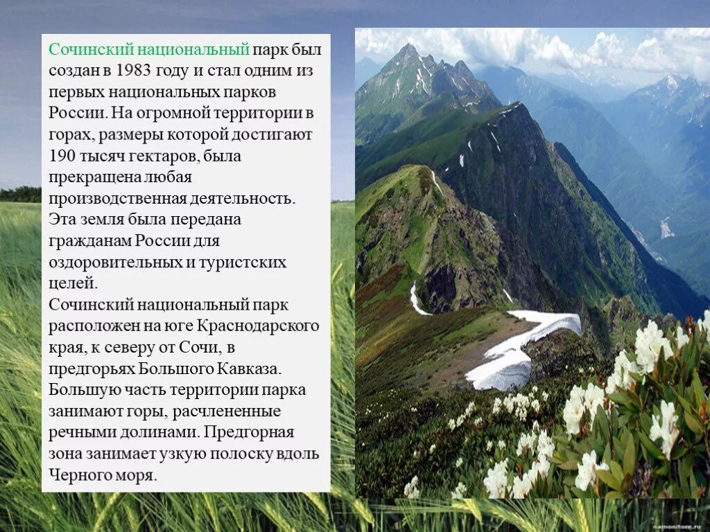 Первый национальный парк был создан. Национальный парк («Сочинский национальный парк»). Сочинский национальный парк был создан в 1983 году. Сочинский национальный парк проект. Сочинский национальный парк доклад.