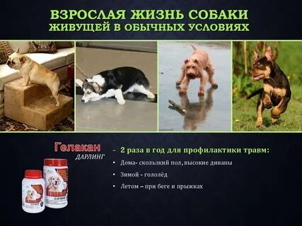 Угроза жизни собаками