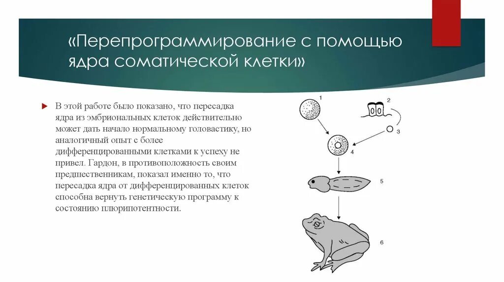 Пересадка ядер соматических клеток. Репрограммирование клеток. Перепрограммирование соматических клеток. Трансплантация ядер эмбриональных клеток. Пересадка ядер клеток эмбрионов