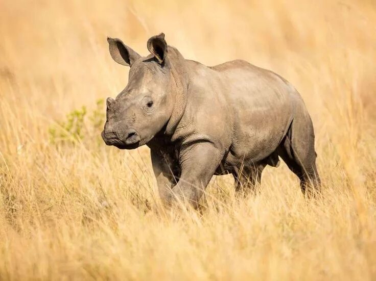 Файл:Rhinocéros blanc JHE.jpg - Википедия