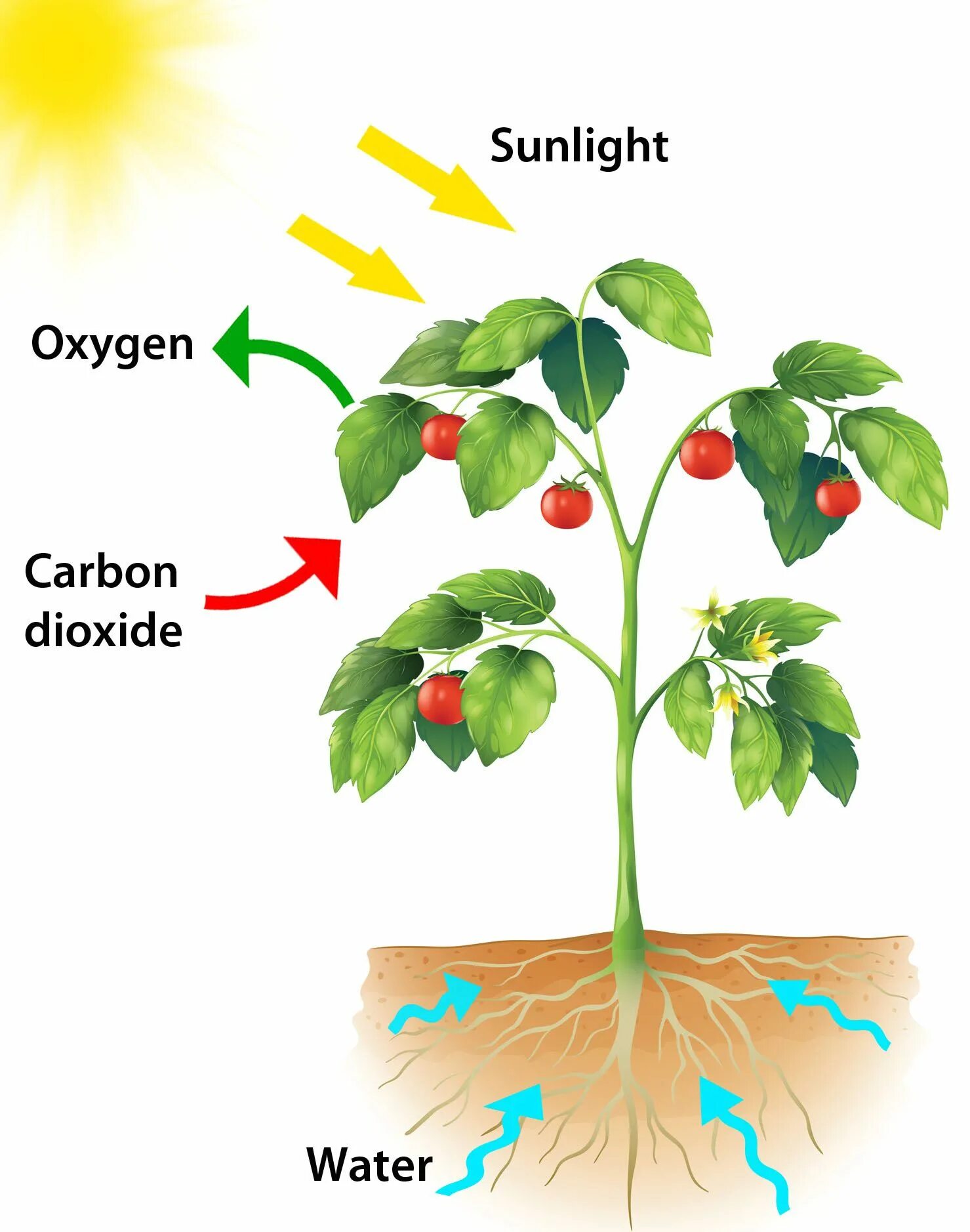 Carbon plants. Фотосинтез. Photosynthesis for Kids. Модель растения для дошкольников. Фотосинтез растений.