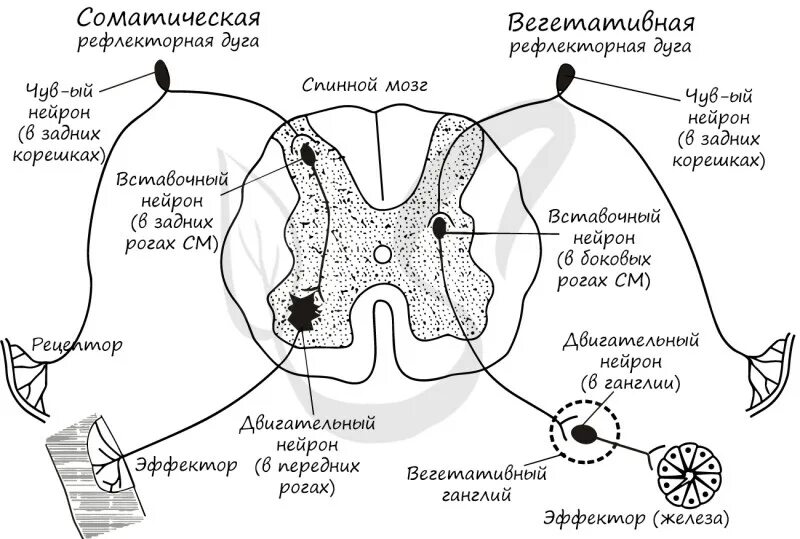 Дуги соматического и вегетативного рефлексов. Схема соматического и вегетативного рефлекса. Нарисуйте схему вегетативной рефлекторной дуги,. Схемы соматических рефлекторных дуг. Рефлекс клетки