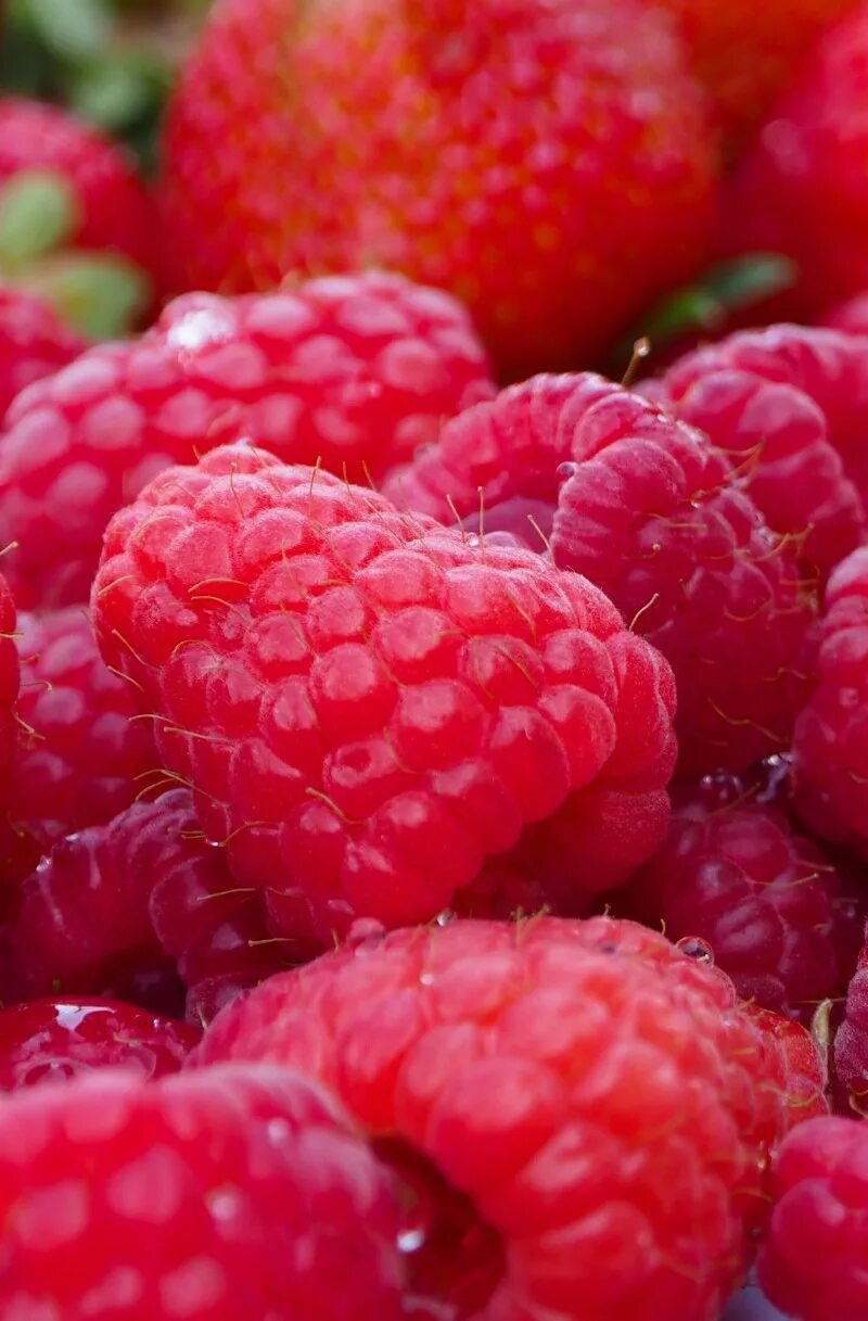 Малина меваси. Розовые ягоды. Малина яркая. Сочная малина. Заставка на рабочий стол малина.