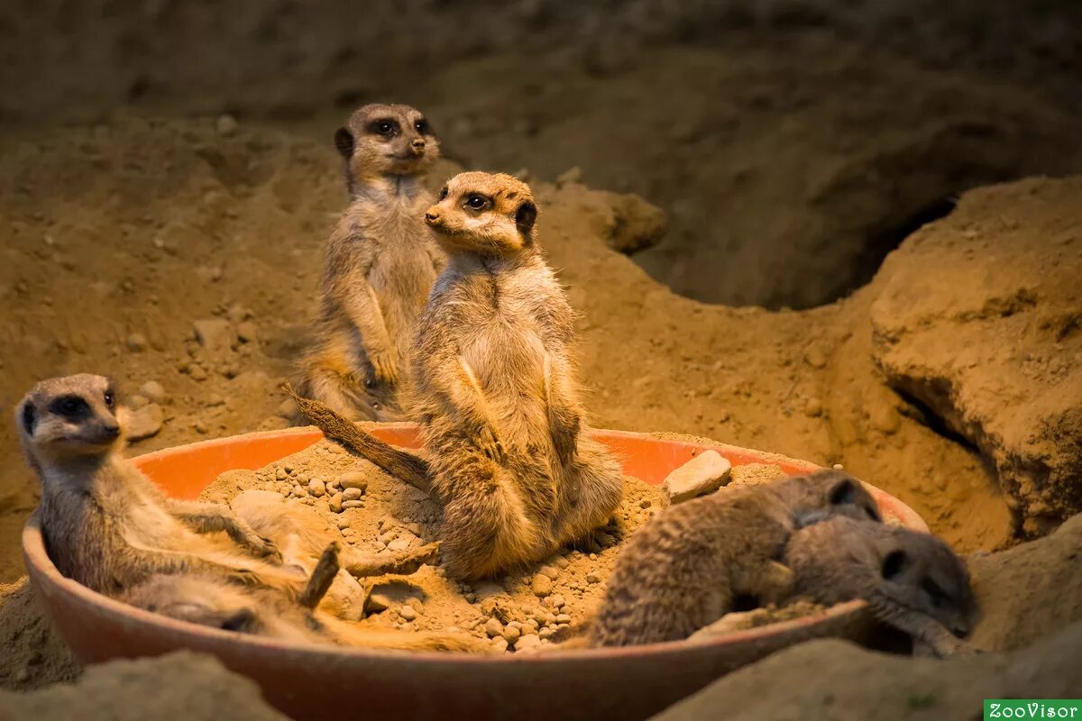 Гринько сурикаты. Сурикаты ботсвана. Сурикаты фильм 2008. Суслик метал фэмили. Сурикаты ареал.