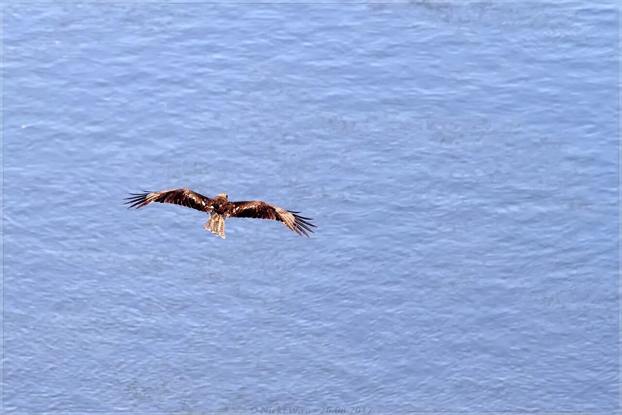 Смотрит коршун в море тонет. Коршун сверху. Коршун вид сверху. Коршун черный вид сверху. Черный Коршун в полете вид сверху.