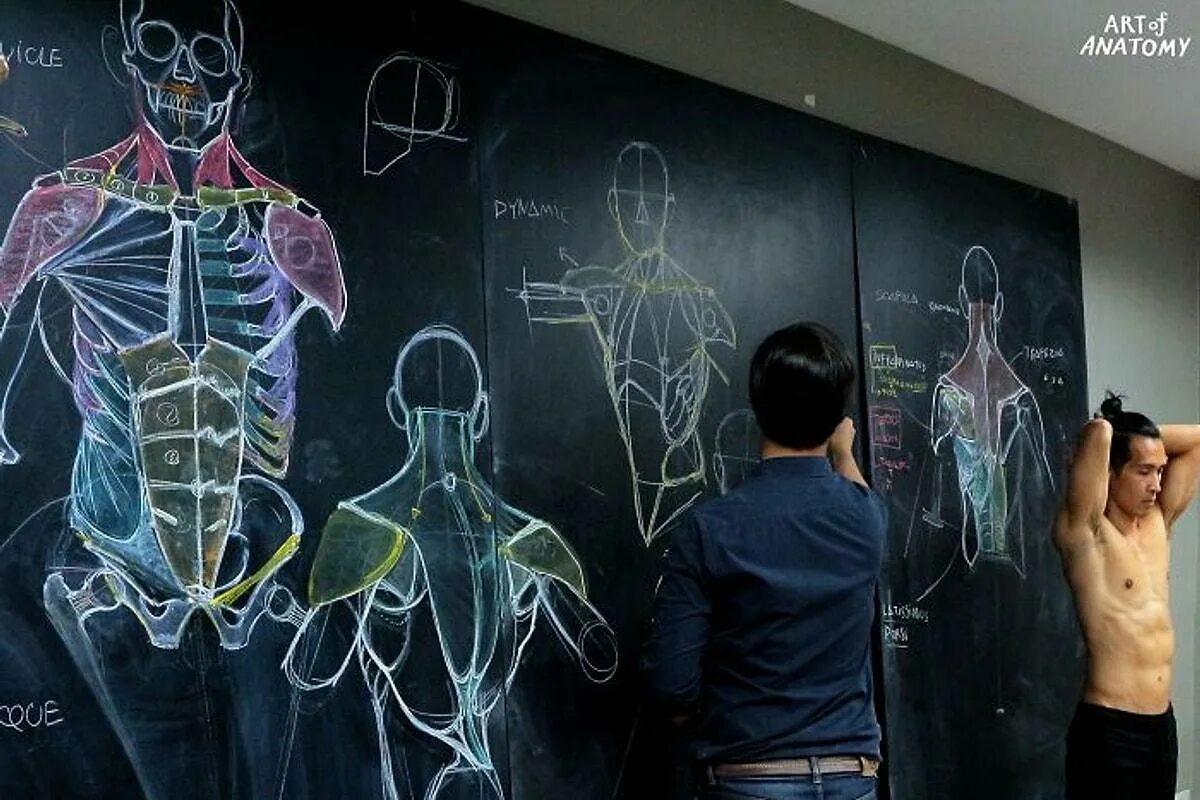 Урок человеческой анатомии. Уроки по анатомии для художников. Преподаватель анатомии. Учитель анатомии.