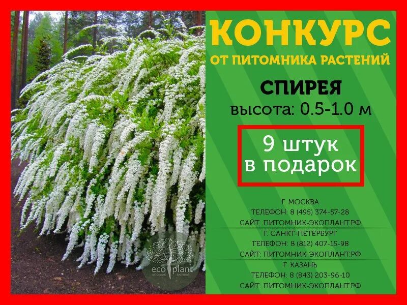 Экоплант питомник. Экоплант питомник растений Москва. Питомник Экоплант в СПБ. Каталог растений. Сайты питомников растений в спб