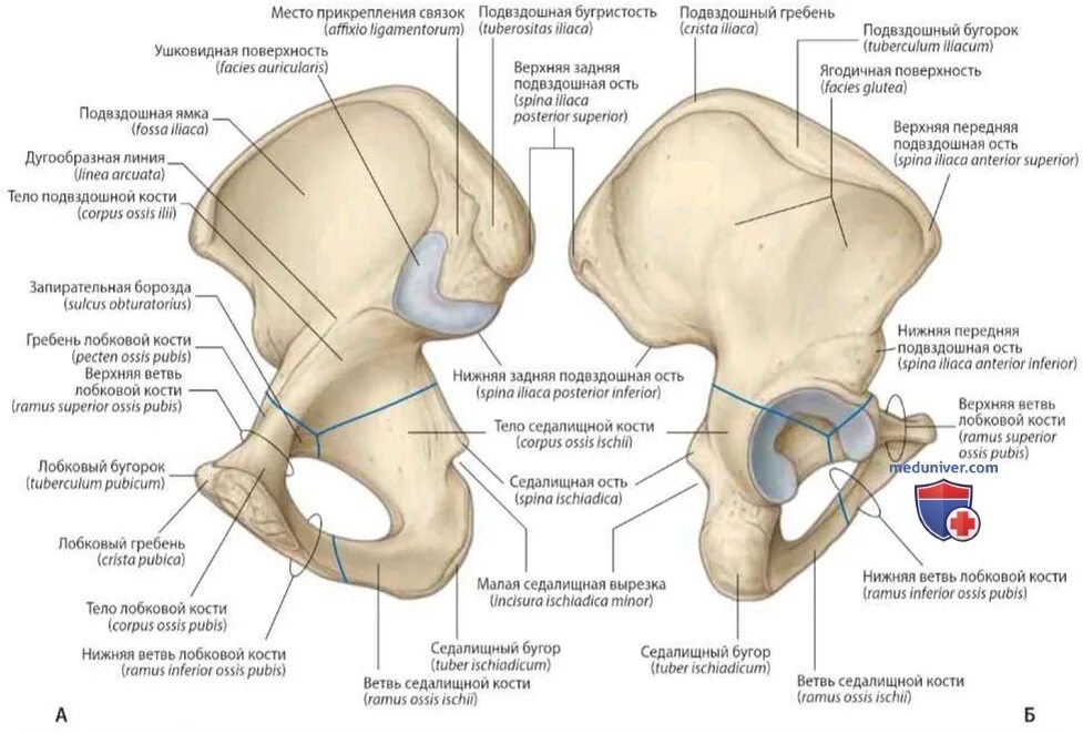 Область подвздошной кости. Подвздошная кость анатомия строение. Седалищная кость строение. Анатомия костей таза лонная кость. Гребень подвздошной кости анатомия.