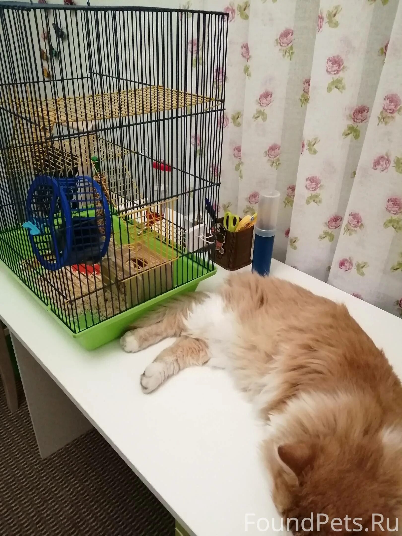 Кота нет неделю