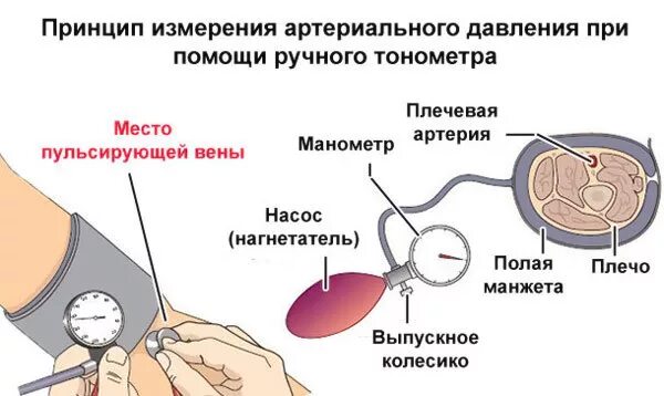 Измерение давления тонометром схема. Принцип измерения артериального давления. Измерение артериального давления механическим тонометром алгоритм. Измерение ад механическим тонометром алгоритм.