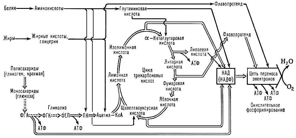 Установите последовательность этапов окисления крахмала. Схему аэробного окисления белков. АТФ клеточное дыхание схема. Метаболические пути биохимия схема. Схема окисления белковых веществ.