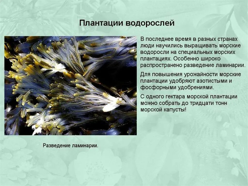 Доклад про водоросли. Водоросли презентация. Сообщение о водорослях живущих в экстремальных условиях. Сообщение водоросли живущие в необычных условиях.