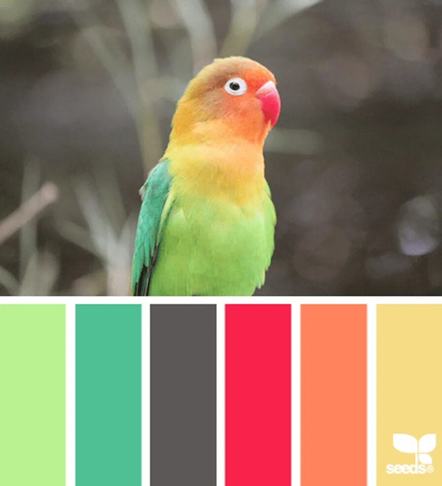 Яркие цветовые сочетания. Сочетание ярких цветов. Палитра цветов попугай. Красивые сочетания цветов яркие. Unique colors