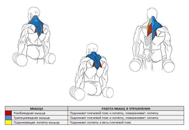 Упражнения на трапециевидную. Шраги с гантелям мышцы. Упражнение шраги с гантелями. Упражнения шраги для трапеции с гантелями. Упражнение шраги со штангой.