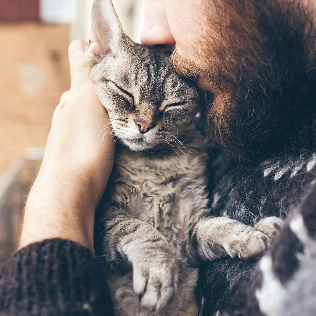 Включи человек и кот. Мужчина обнимает кота. Мужчина с котом. Кошка на руках. Человек гладит кошку.