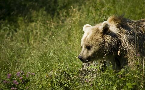 Bear 8