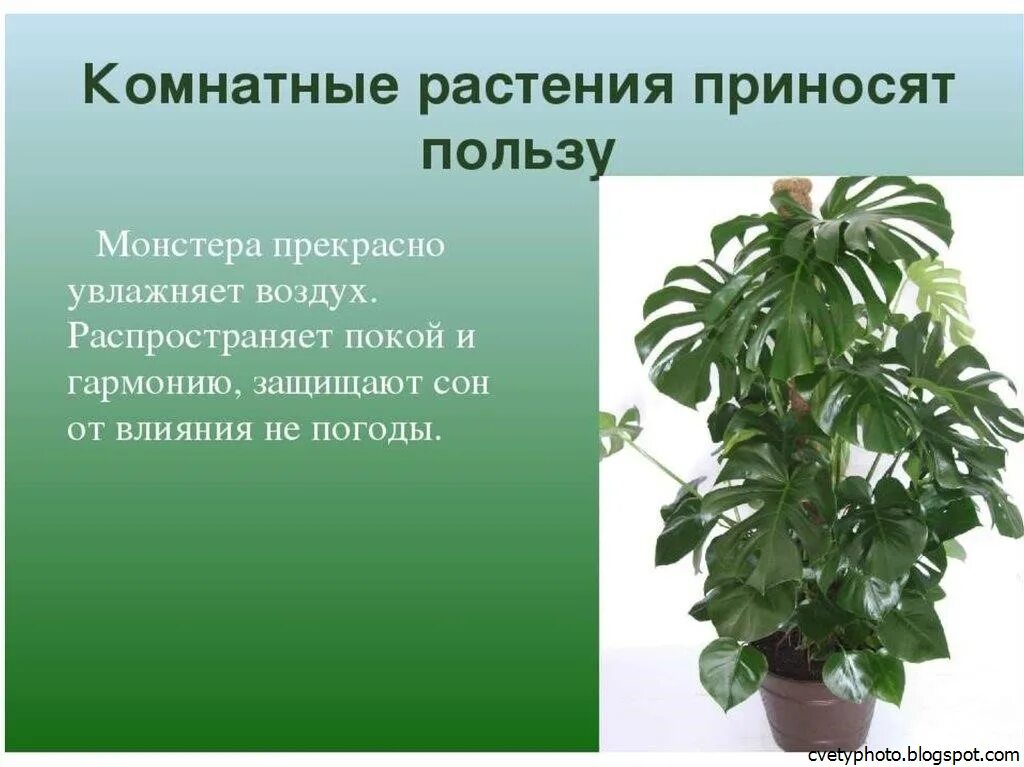 Зачем людям растения. Монстера цветок комнатный. Монстера крупнолистная суеверия.