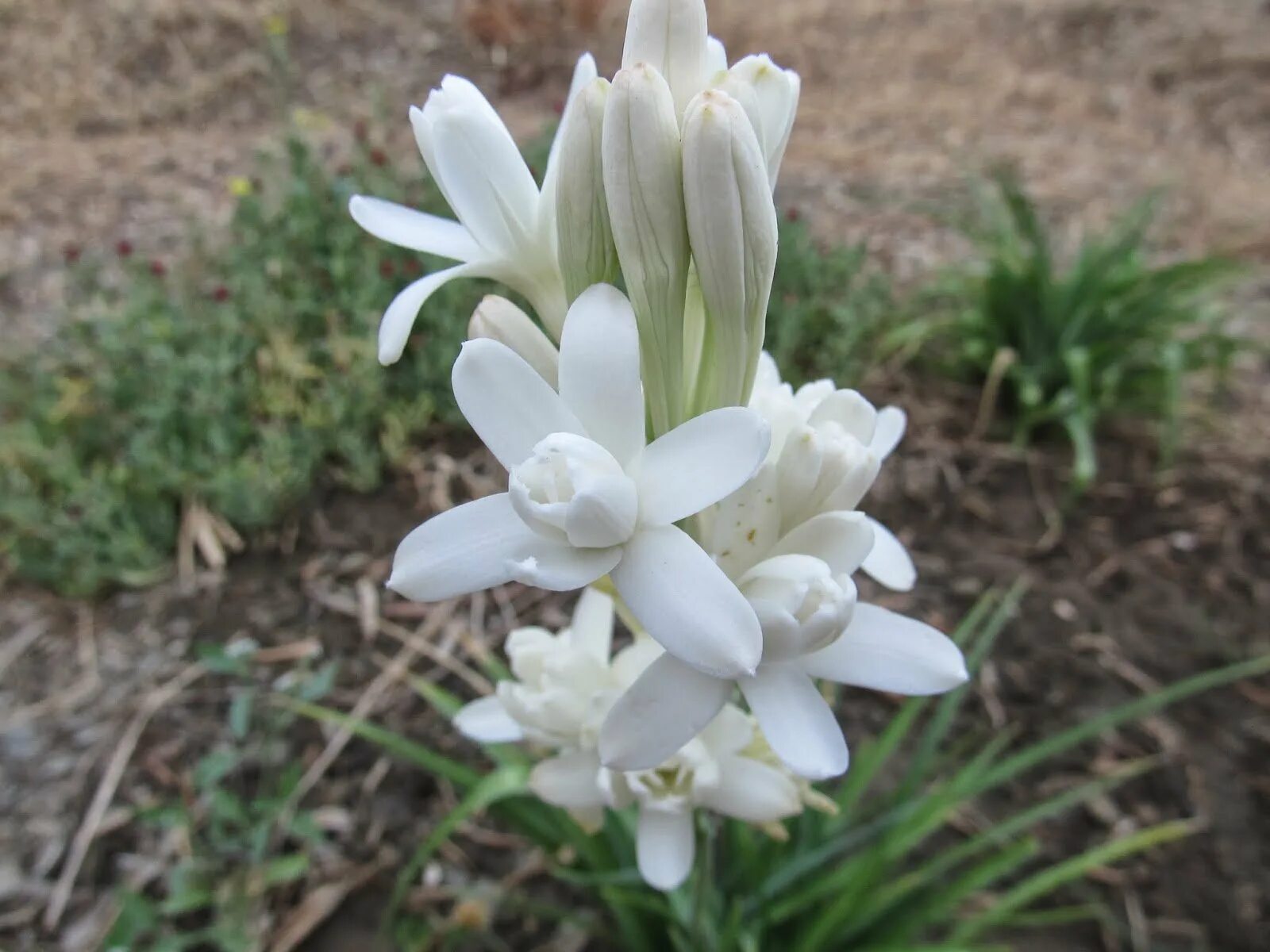 Тубероза (полиантес клубненосный). Тубероза (Polianthes tuberosa). Луковицы полиантес Тубероза. Лимон Тубероза.