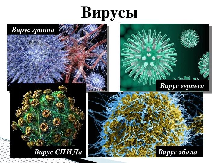 Виды вирусов. Вирусы биология. Царство вирусы. Многообразие вирусов.