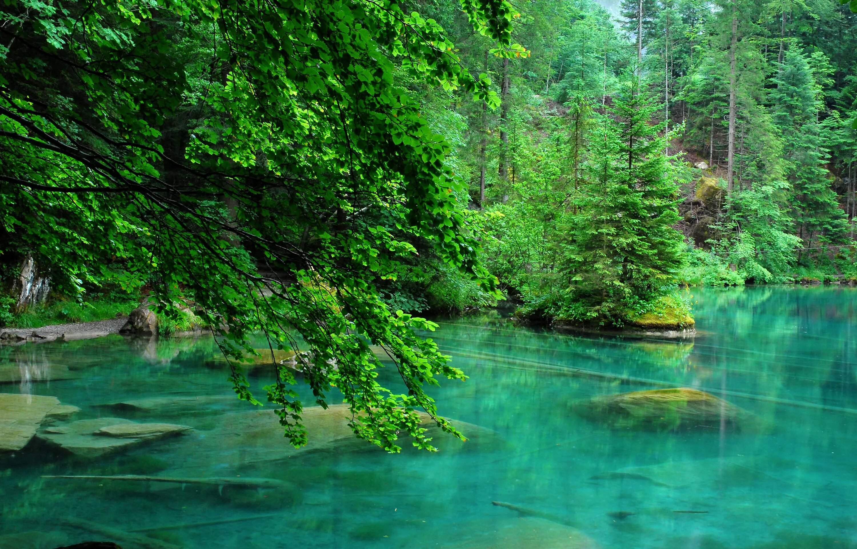 Зеленое озеро в лесу. Голубое озеро в луге. Малахитовый лес. Озеро рица. Зеленое озеро в лесу.