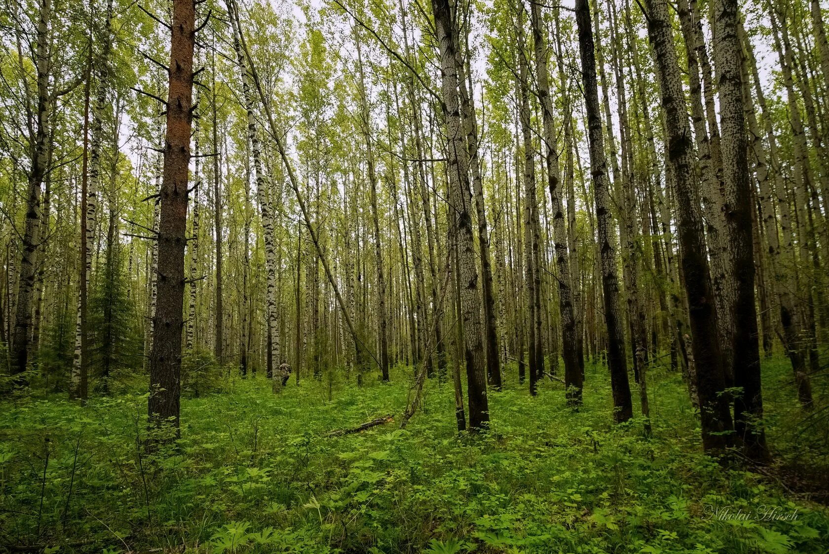 Хвойно мелколиственные леса. Осиновая роща лес. Дерево осина Осиновая роща. Березово-осиновый лес. Осиново березовый лес.