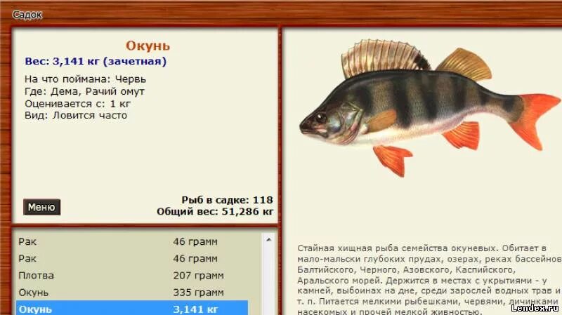 сколько вырастает окунь. внешнее строение окуня. русская рыбалка 3 окунь. сколько вырастает окунь. сколько вырастает окунь.