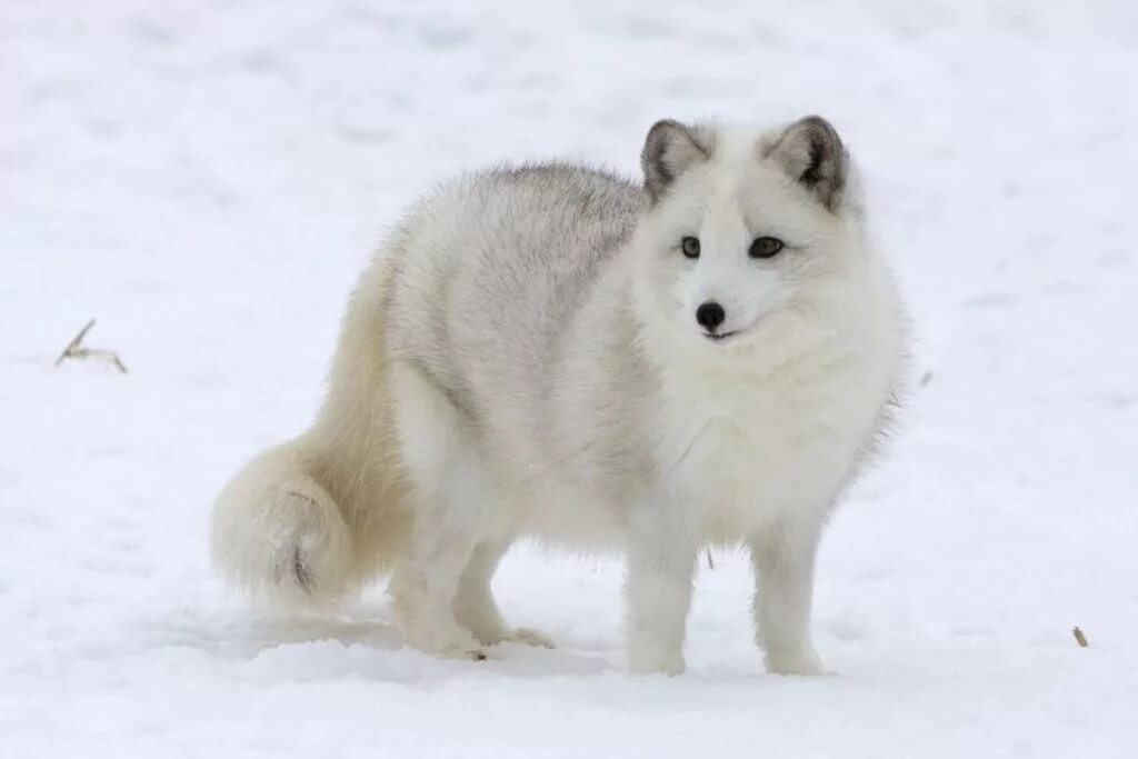 Песец характер