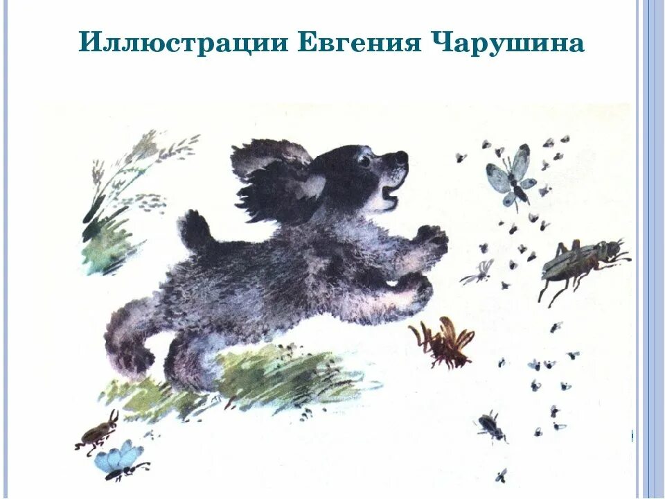 Сказка чарушина рисунок. Сказка чарушина рисунок. Волчишко чарушин иллюстрации. Е чарушин иллюстрации. Иллюстрация к рассказам е.