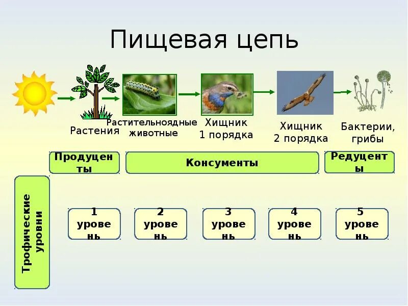 Пищевая цепочка это. Экологическая цепочка. Экологическая пищевая цепочка. Пищевая цепь это в экологии. Термин пищевая цепь.