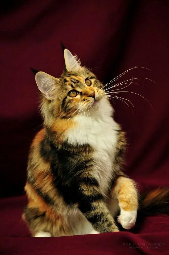 маинкун. мейн-кун. мейн кун стандарты. кот мейн кун черный. мейн кун черный.