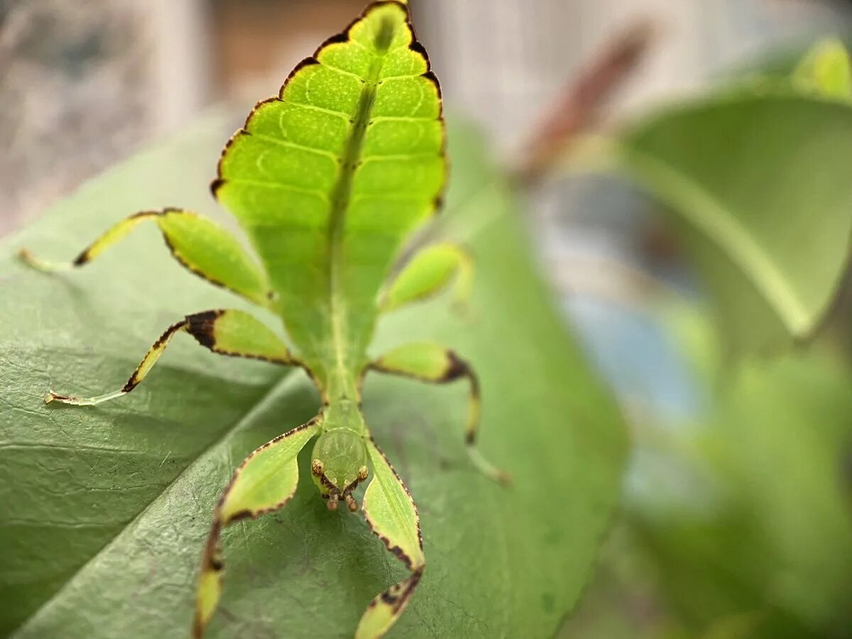 Free Images : nature, grass, wing, leaf, green, insect, fauna, invertebrate, clo