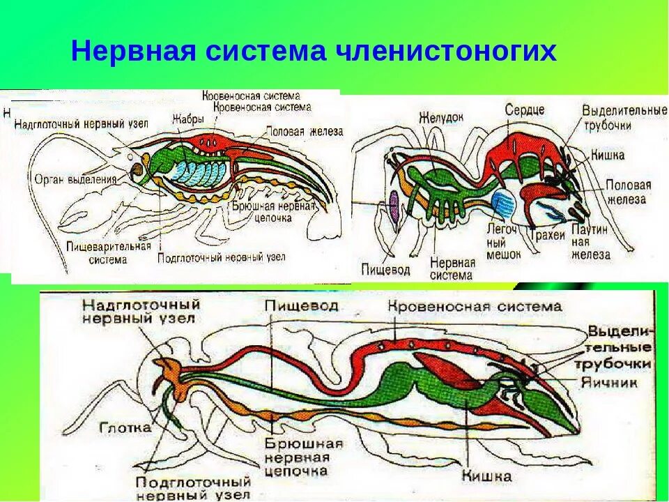 Внешнее строение членистоногих схема. Нервная система членистоногих. Членистоногие насекомые внутреннее строение. Пищеварительная система членистоногих ракообразных. Ракообразные паукообразные насекомые конечности