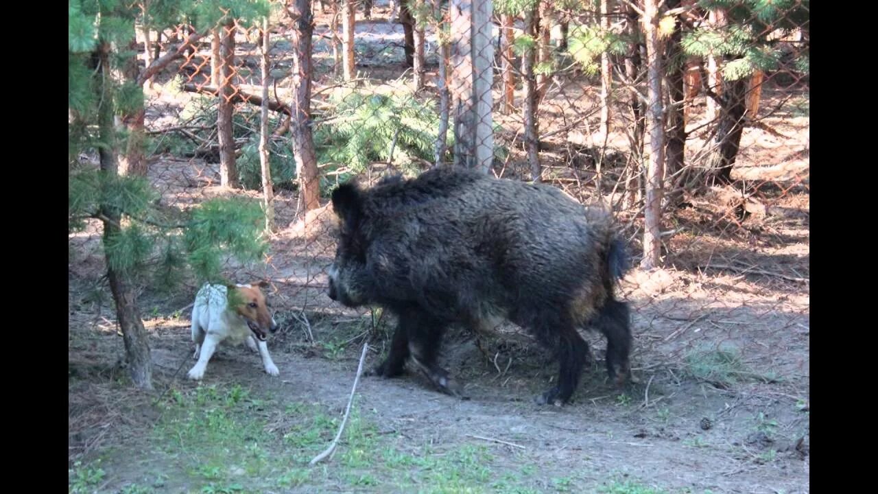 Дикие кабаны подмосковье. Охота на кабана с метательными ножами. Дикий кабан в крыму. Кабан 18. Средиземноморский дикий кабан.