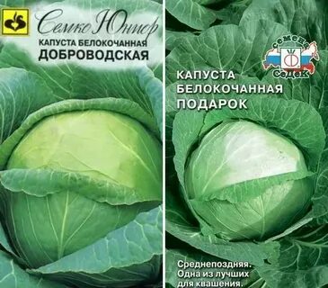 Поздняя капуста сорта для засолки и хранения