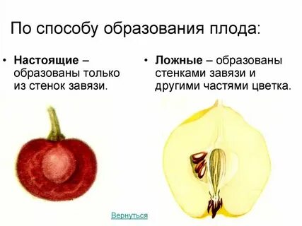 Да это плод