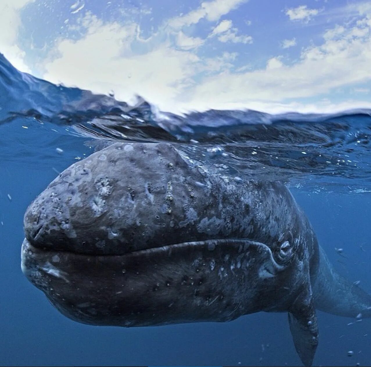 Киты атлантического океана. Остров Врангеля серый кит. Серый кит китообразные. Гренландский кит. Гренландский кит остров Врангеля.