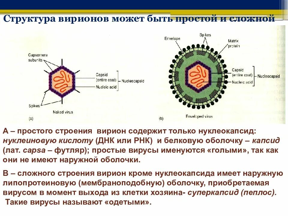 Вирусы состоят из нуклеиновой кислоты. Строение простого вириона. Строение вириона микробиология. Структура простого и сложного вириона. В состав вирионов простых вирусов входит:.