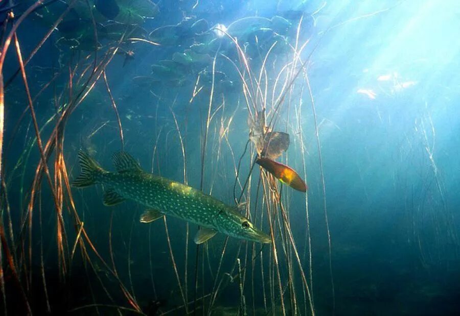 Зеленая щука. Щука. Рыба в реке. Подводный мир реки Волга. Пресноводные рыбы в воде.