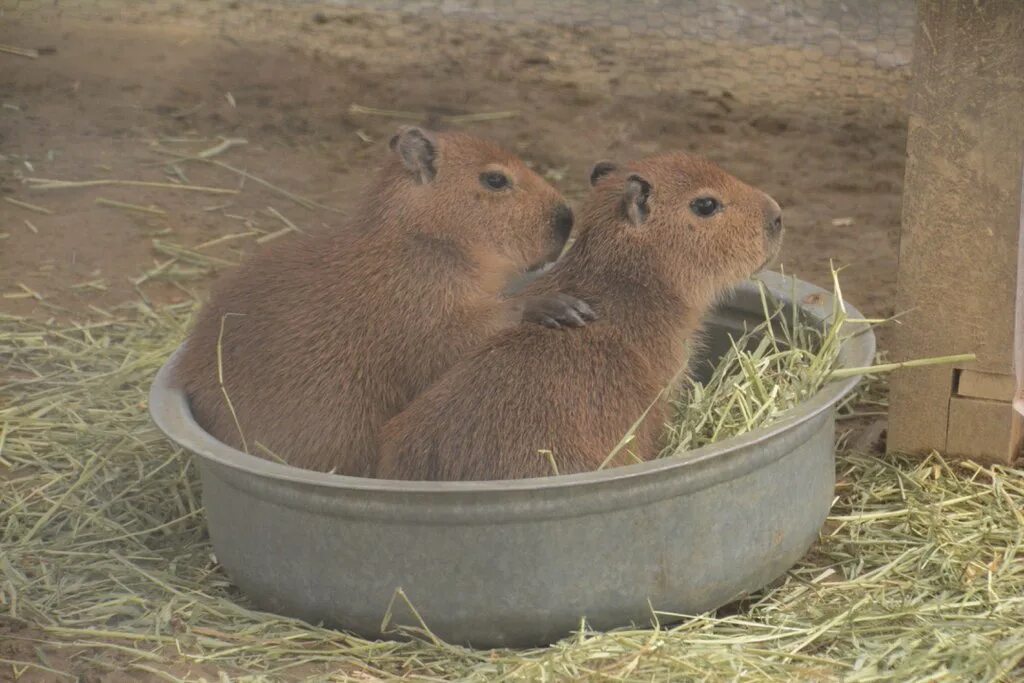 Капибара. Капибара Раш. Капибара Эдит. Сафари-парк Краснодар капибары. My pets capybaras