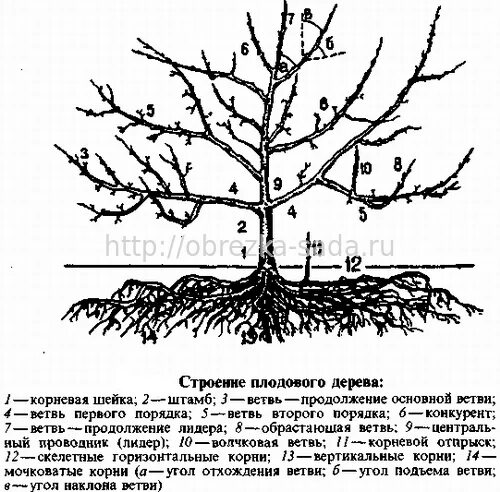 Корневая вишни. Корни яблони. Корневая система яблони схема. Черешня строение корневой системы. Корни плодовых деревьев.