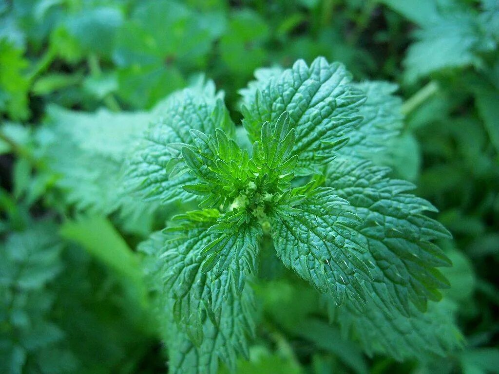 Крапива жгучая (Urtica urens l.). Крапива (Urtica dioica). Крапива Онгаонга. Крапива Киевская. Крапива жгучая вид