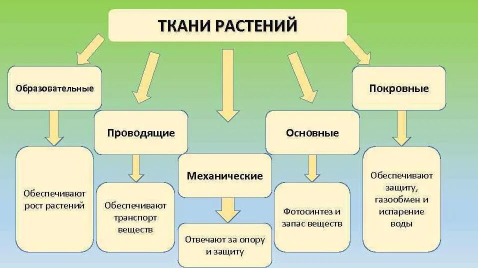Функции ткани растительного организма. Классификация тканей растений. схема классификация растительных тканей биология 6 класс. классификация растительных тканей схема. таблица ткани растительного организма 5 класс биология.